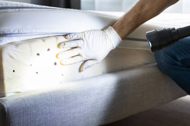 Best Termite Control Services  in Wadley, GA